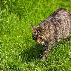 Scottish Wild Cat