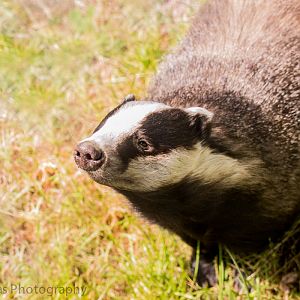 European badger