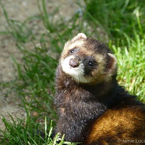 European polecat