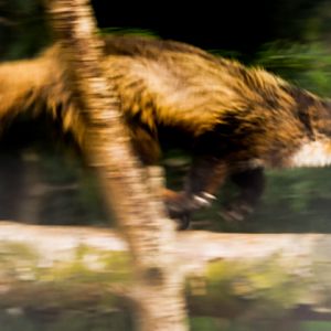 European Pine marten