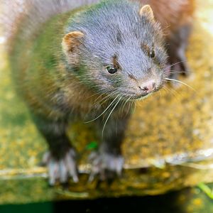American Mink