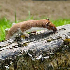 Stoat
