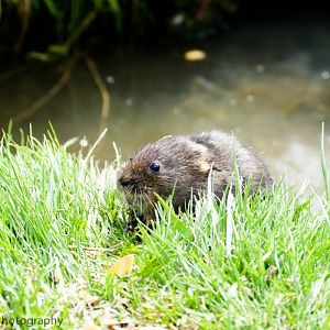 Vole (Red-backed or Eurasian water?)