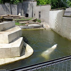Polar Bear Enjoys a Swim