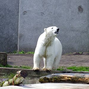 Polar Bear Enjoys a Shower
