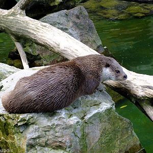 European Otter