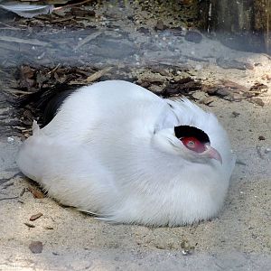 White Eared-pheasant