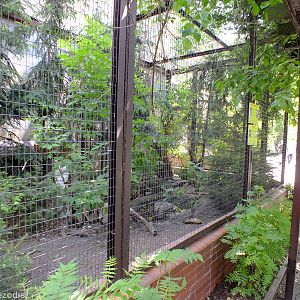 Enclosure for Purple Swamphens