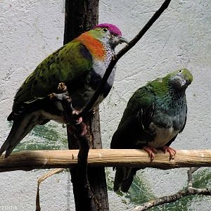 Superb Fruit Dove Pair