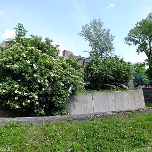 The Sumatran Tiger Enclosure