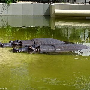 The Hippos in their Outdoor Pool
