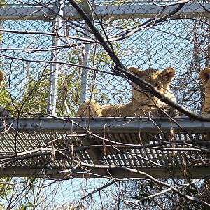 Lion Cubs in Big Cat Crossing