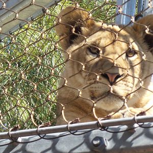 Lion Cubs in Big Cat Crossing