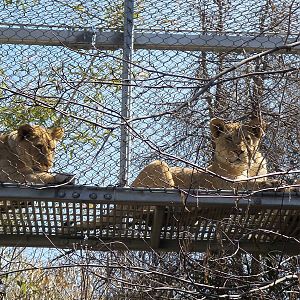 Lion Cubs in Big Cat Crossing