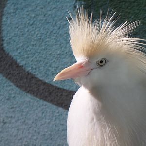 Egret