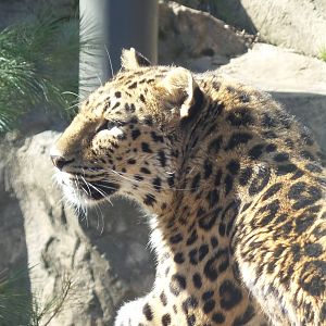 Amur Leopard