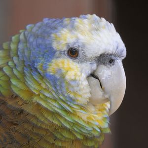 St Vincent amazon portrait