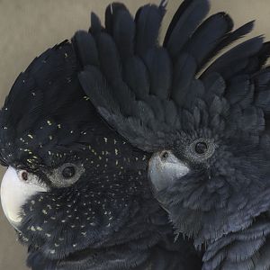 Red-tailed black (Banksian) cockatoo pair
