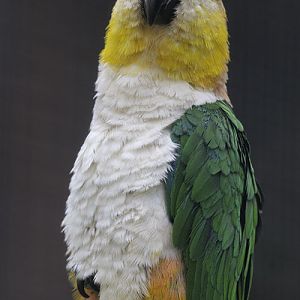 Black-headed caique
