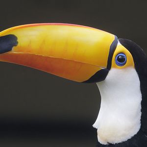 Toco toucan