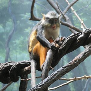 wolf`s guenon bronx zoo