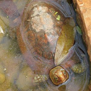 yucatan box turtle animaya