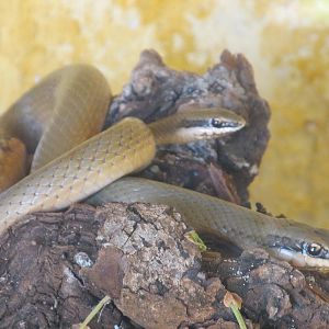 yucatan colubrid snake animaya
