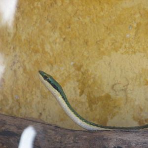 mexican parrot snake animaya