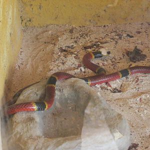 coral snake animaya