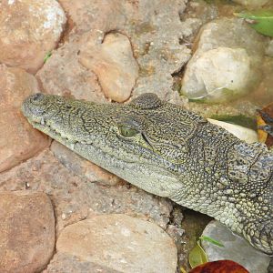american crocodile animaya