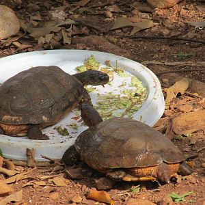 furrowed wood turtles animaya