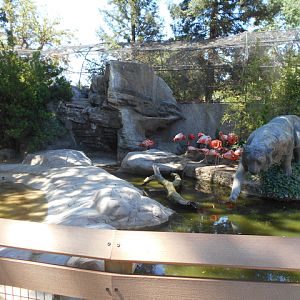 Caribbean flamingo exhibit