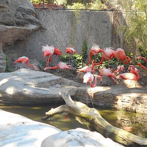 Caribbean flamingos