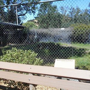 Red-flanked duiker exhibit