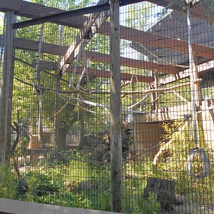 Black-handed spider monkey exhibit