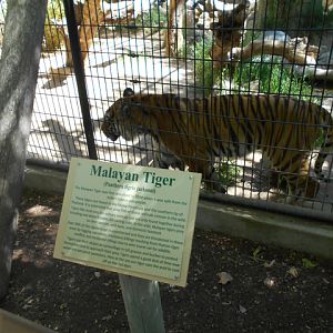 Malayan tiger