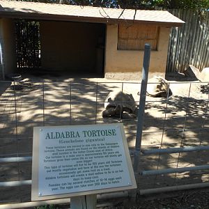 Aldabra tortoises
