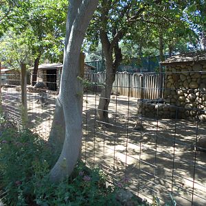 Bennett's wallaby and emu yard