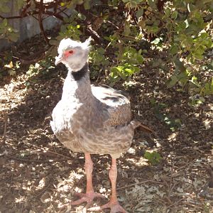 Crested screamer