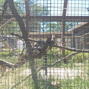 Ring-tailed lemur exhibit