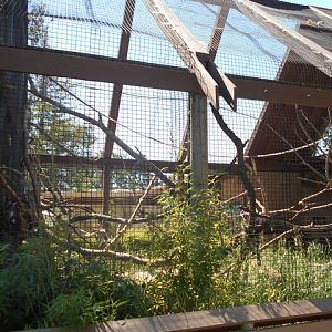 Ring-tailed lemur exhibit