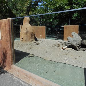 Meerkat exhibit