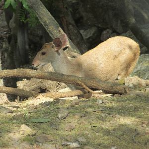 Yucatan brocket deer Animaya