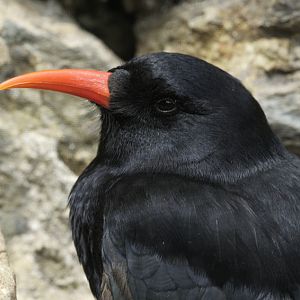 Chough
