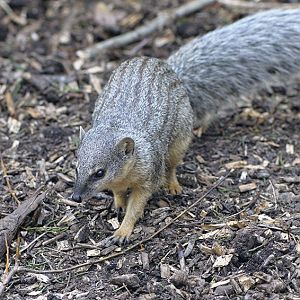 Narrow-striped mongoose