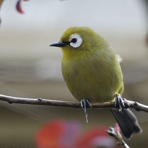Kilimanjaro white-eye