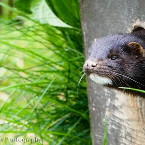 American Mink