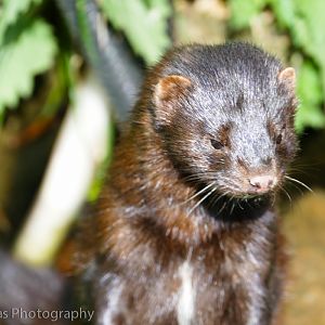 American Mink
