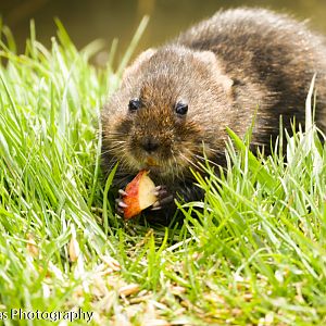 Eurasian Water Vole