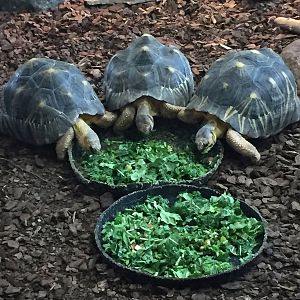 Tortoises